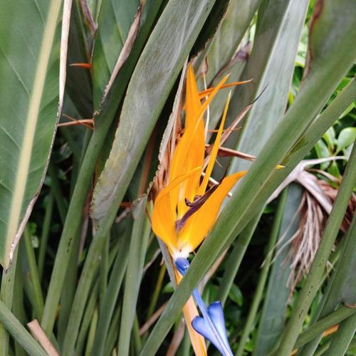 Bird of Paradise