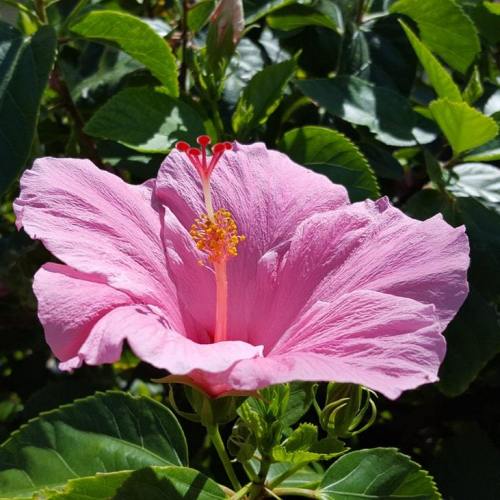 Hibiscus Flower